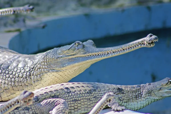 Crocodilo no Jardim Zoológico de Jaipur — Fotografia de Stock