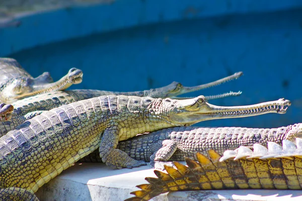 Crocodilo no Jardim Zoológico de Jaipur — Fotografia de Stock