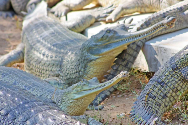 在斋浦尔动物园鳄鱼 — 图库照片