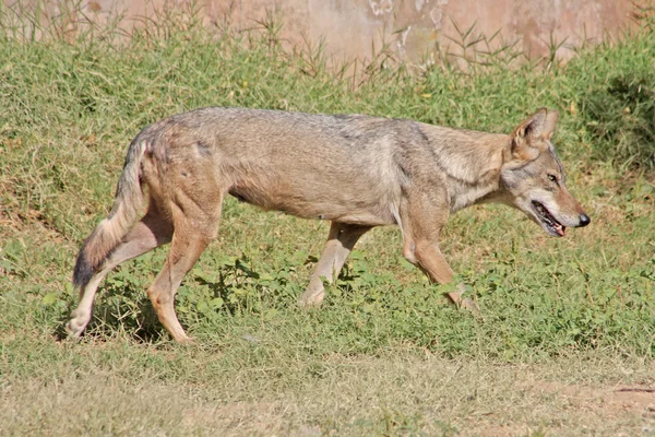 Wolf im Zoo von Jaipur — Stockfoto