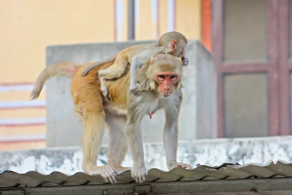 Monyet India — Stok Foto