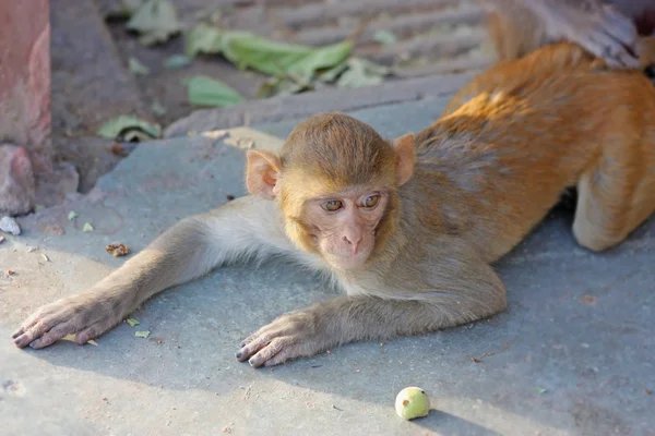 Monyet India — Stok Foto