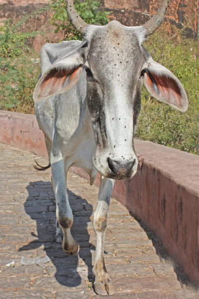 変なインド牛 — ストック写真
