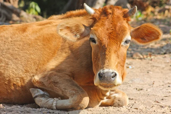 Смешная индийская корова — стоковое фото