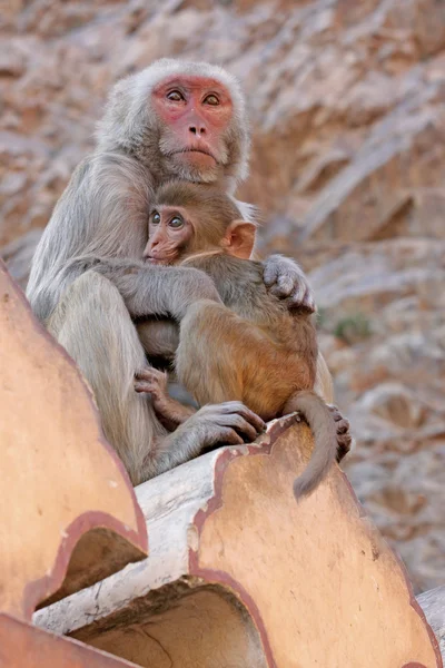 stock image Indian monkeys