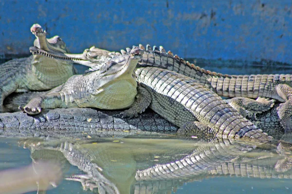 在斋浦尔动物园鳄鱼 — 图库照片