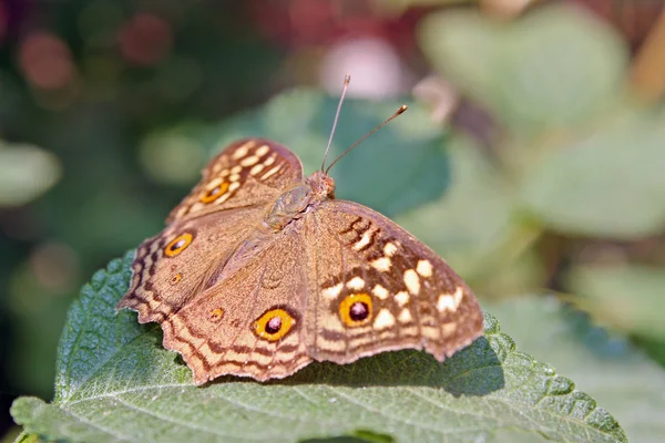 Čokoládové pansy motýl — Stock fotografie