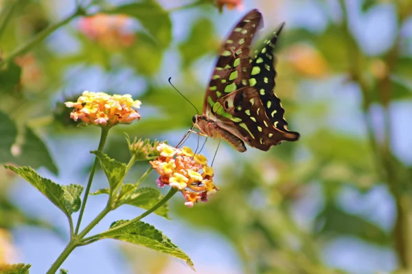 Amasing groene tropic vlinder — Stockfoto