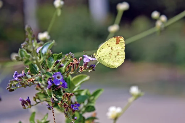Amasing papillon tropique vert — Photo