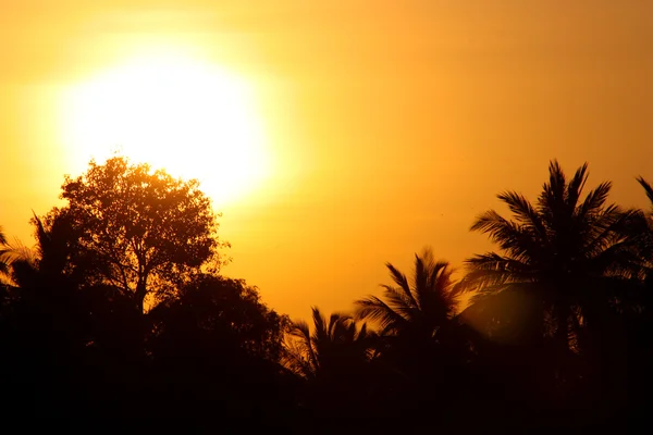 熱帯 sunse — ストック写真