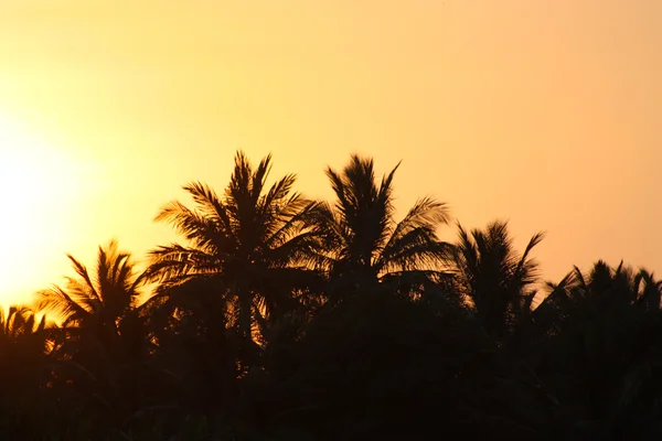 熱帯 sunse — ストック写真