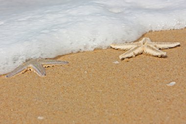 Sand Stars Sea clipart
