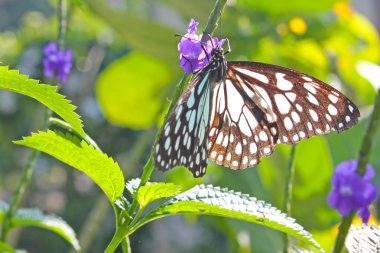 Kaplan swallowtail kelebek