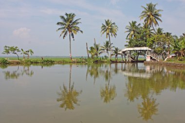 Palms Kerala yansımaları ile