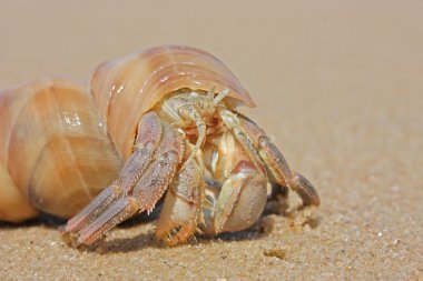 Hermit crab on the beach in Varkala clipart