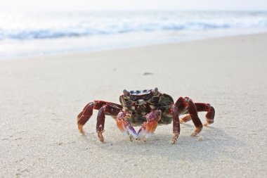 Funny red crab on the beach in Varkala clipart