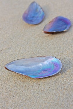 Shell kum içinde varkala bir sahilde