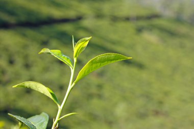 dağlar ve çay tarlaları.