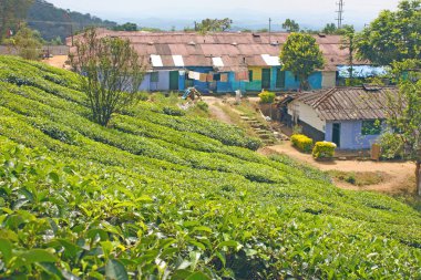 dağlar ve çay tarlaları.