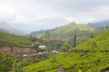 dağlar ve çay tarlaları.