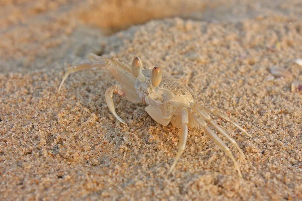 Lustige Krabbe am Strand in Varkala — Stockfoto