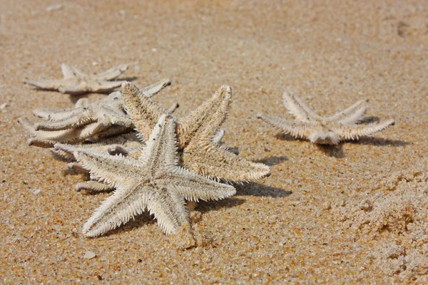 Sand Stars Sea — Stock Photo, Image