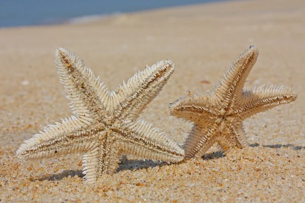 Sand Stars Sea — Stock Photo, Image