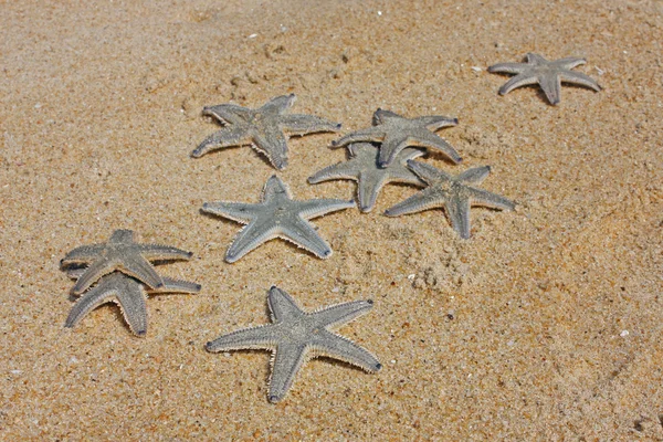 Sand Stars Sea — Stock Photo, Image