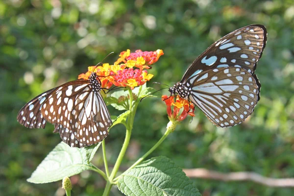 Glaucus vlinder — Stockfoto