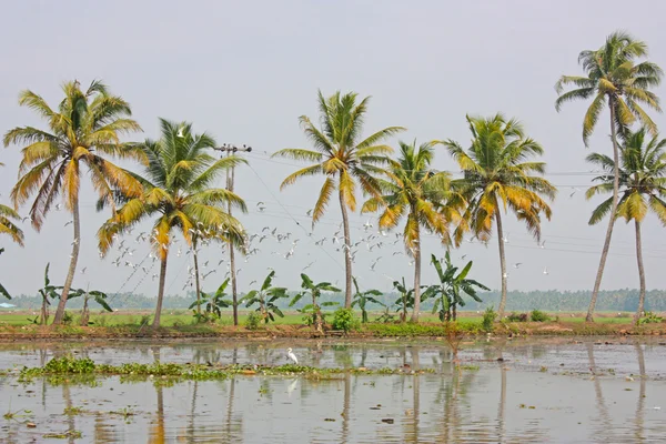 Palms Kerala yansımaları ile — Stok fotoğraf
