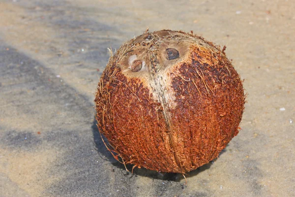 stock image Fresh coconut on the beach