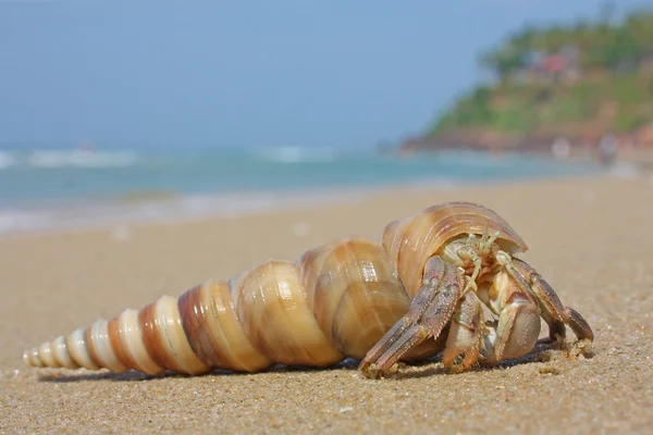 Hermit crab on the beach in Varkala — Stock Photo, Image