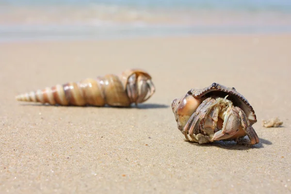 Caranguejo eremita na praia em Varkala — Fotografia de Stock