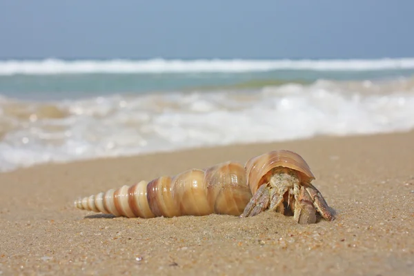 Granchio eremita sulla spiaggia di Varkala — Foto Stock