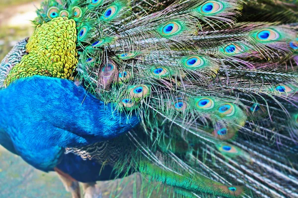 Struttung male peacock — Stock Photo, Image