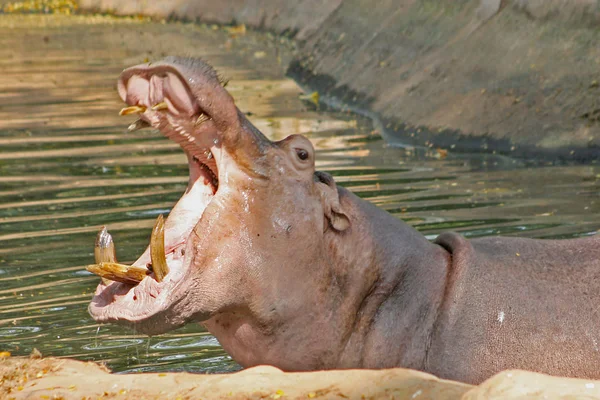 Funny hippopotami in the Trivirandrum Zoo — Stock Photo, Image