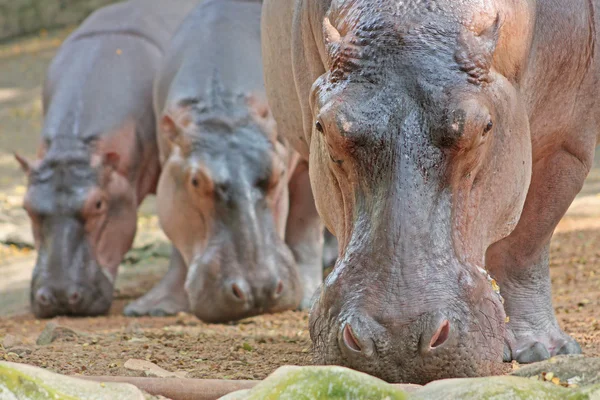 Funny hippopotami in the Trivirandrum Zoo — Stock Photo, Image