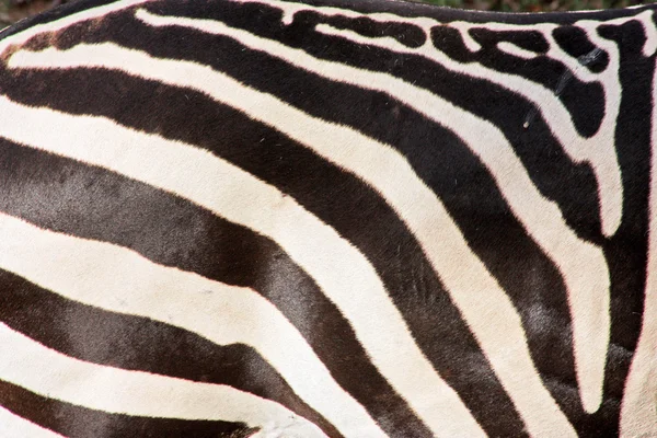 Das Fell eines Zebras — Stockfoto