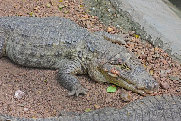 Αλιγάτορα στο ζωολογικό κήπο jaipur — Φωτογραφία Αρχείου