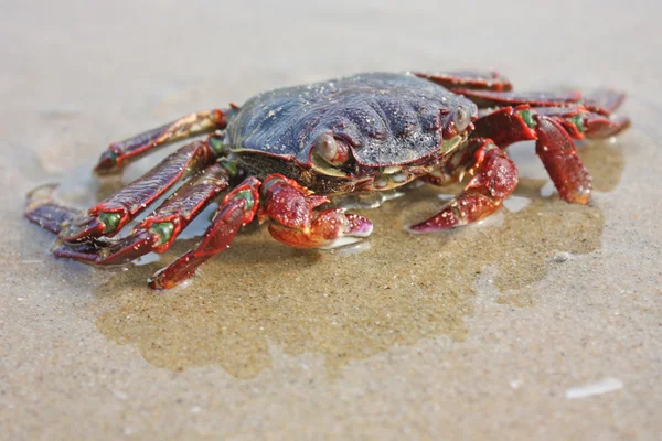 瓦卡拉在海滩上的搞笑红蟹 — 图库照片