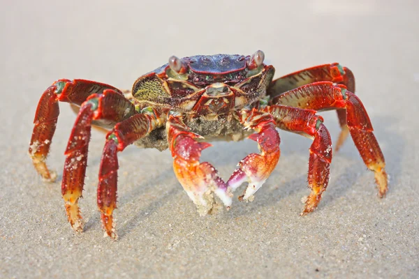 Crabe rouge drôle sur la plage de Varkala — Photo