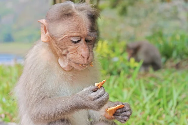 Śmieszne małpy w rezerwat przyrody peruyar — Zdjęcie stockowe