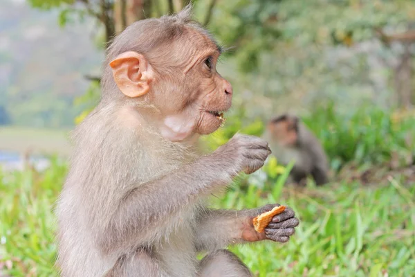 Śmieszne małpy w rezerwat przyrody peruyar — Zdjęcie stockowe