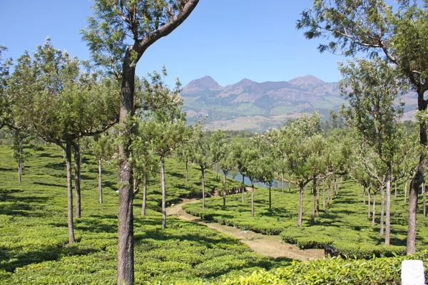 Dağlar ve çay tarlaları — Stok fotoğraf