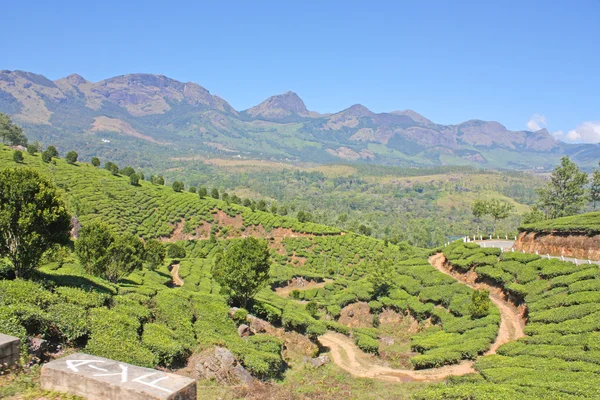 Mountains and tea plantations — Stock Photo, Image