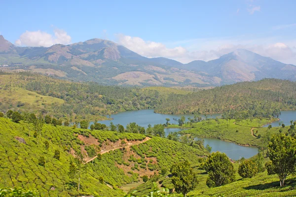 Montañas y plantaciones de té — Foto de Stock