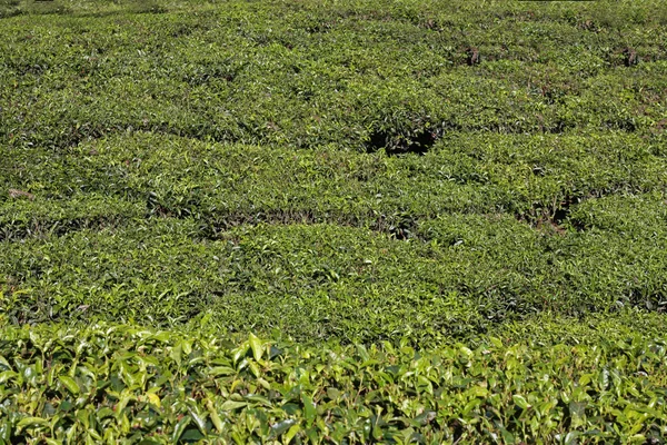 stock image Mountains and tea plantations.