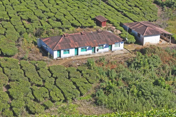 Mountains and tea plantations. — Stock Photo, Image