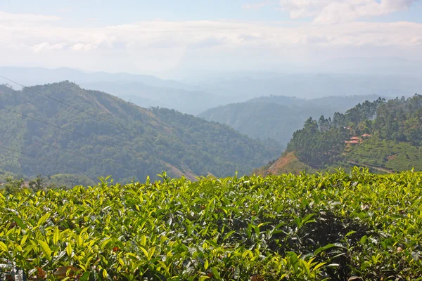 山と茶畑. — ストック写真