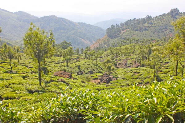 Góry i plantacji herbaty. — Zdjęcie stockowe